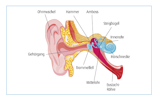 Aufbau des Ohres
