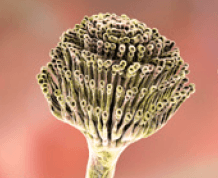 Elektronenmikroskopische Detailaufnahme von A. fumigatus (REM)