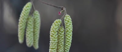Rhinitis Pollen Hasel